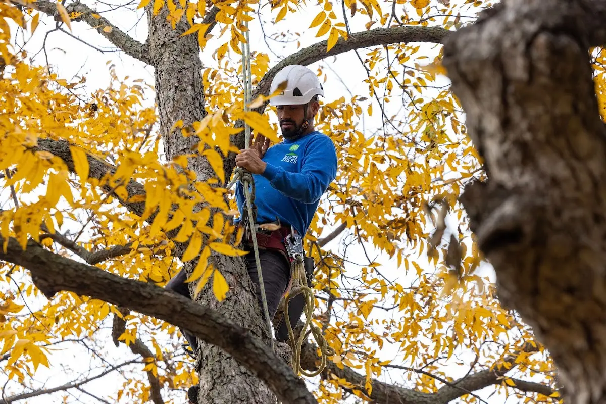 Skilled Storm Damage Cleanup crew working in Canyon Country